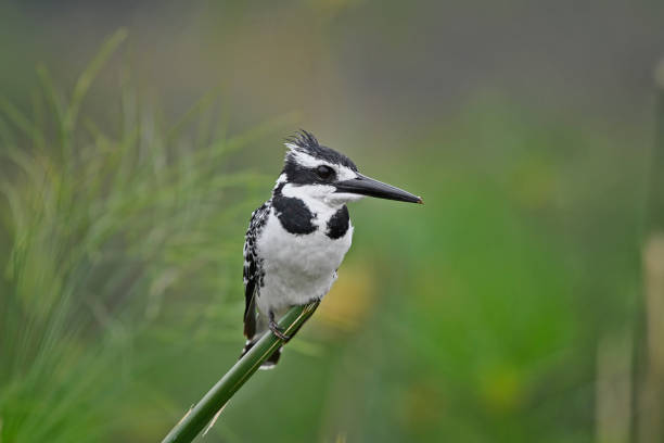 A Pied kingfisher is seen perching on a branch in a marsh.  The small carnivorous bird is black and white in color.  In this photo, the bird is seen looking sideways.  The black beak is very long and powerful.  The background bokeh is partially depth of field blurred.