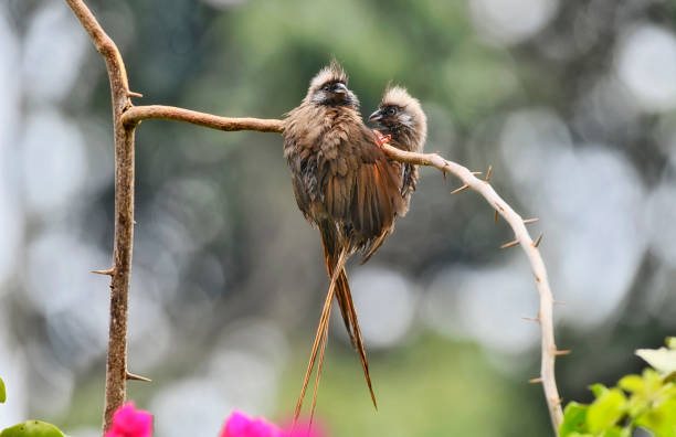 Raggiana Bird-of-paradise (Paradisaea raggiana) in Varirata National Park, Papua New Guinea