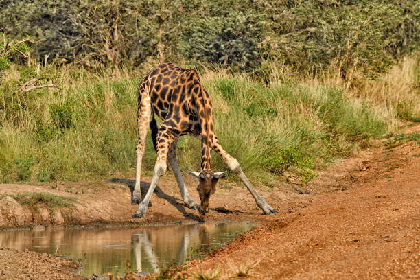 A Wild Nubian giraffe is seen drinking from a water hole in the wild.  The reflection of the large mammal can be seen in the water.  Giraffes are very vulnerable when drinking.  It is rare to see that in nature.  The light and focus are very sharp.