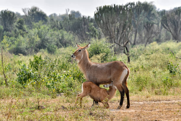 istock wild Waterbuck mother and calf together 2196427043