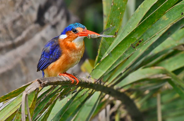 Malachite kingfisher perching on a palm blade in a marsh with a dragonfly catch