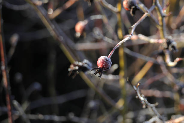 Early rosehips with frost. Freezing temperatures on a green belt in Surrey. \nPlant Hardiness Zone 8a.