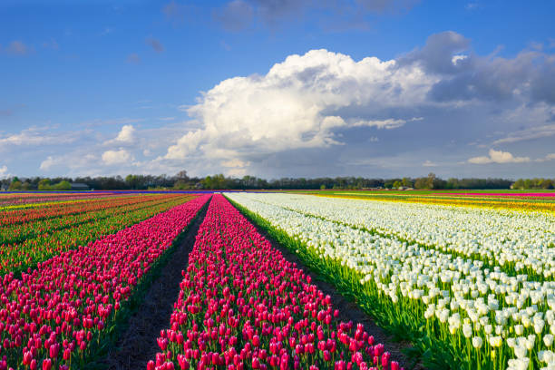 Red White Tulip Fields in the Netherlands under a Fluffy Clouded Sky