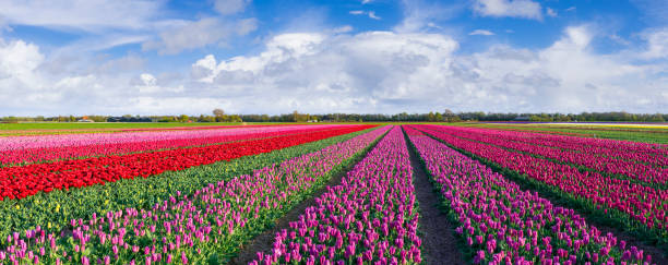 istock Red Pink Tulip Fields in the Netherlands under a Fluffy Clouded Sky 2196427664