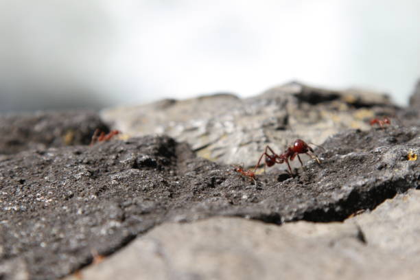istock Close-up of fire ants. Fire ant with a big head. 2196430325