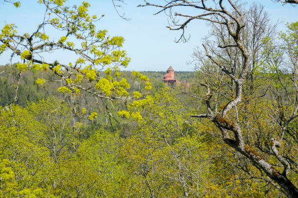 An abandoned derelict tower obscured by trees in the Pyrenees