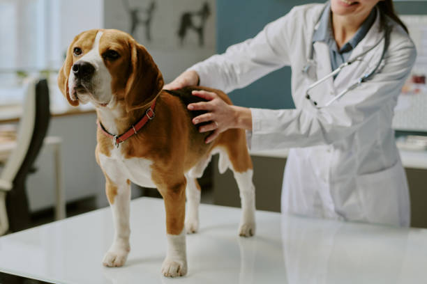 istock Veterinarian Examining Beagle in Veterinary Clinic Setting 2196434058