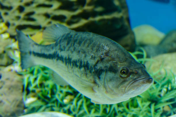 fish in aquarium, beautiful photo digital picture