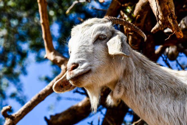 portrait of goat, beautiful photo digital picture