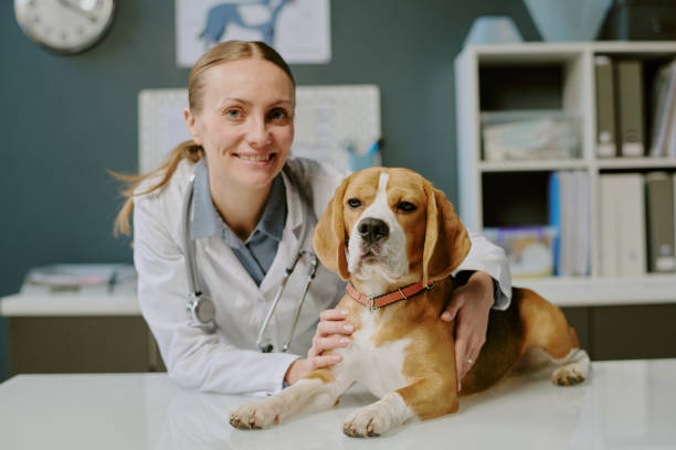 istock Smiling Veterinarian Examining a Dog in Clinic Setting 2196434674