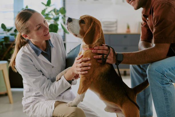 istock Veterinarian Examining Beagle While Owner Holding Leash 2196434785