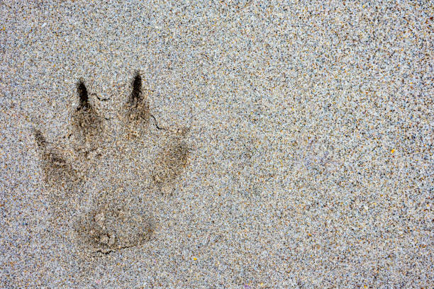 Dog paw print in sand, sandy surface on beach, animal strolling and walking on sand, relaxing day on Mexican beaches. Space for text