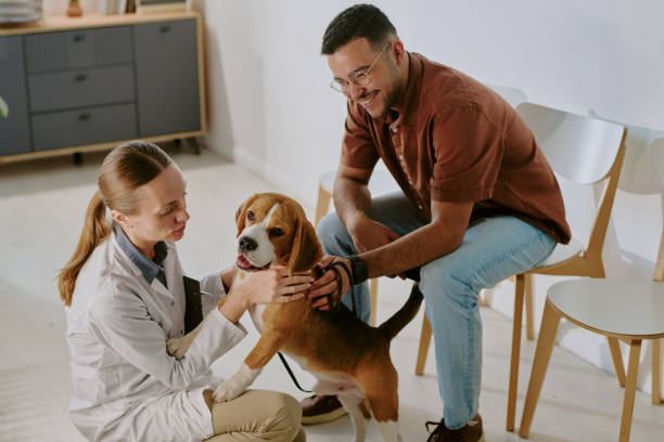 istock Veterinary Checkup for a Dog with Caring Owner Present 2196435592