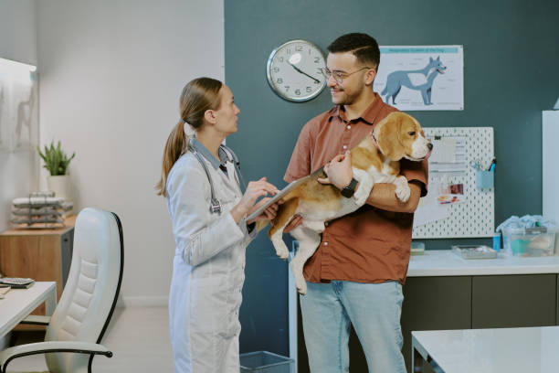 istock Veterinarian Examining Beagle Dog at Veterinary Clinic 2196435632