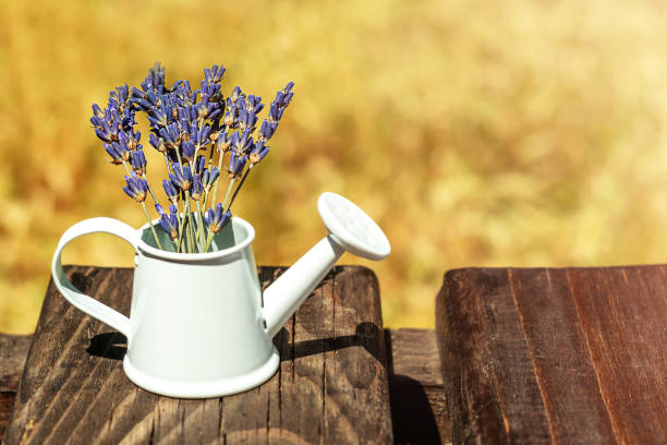 Purple lavender in a white watering can atop rustic wooden boards outdoors