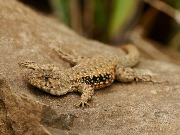 istock An adult male Peak Tree Iguana on a rock 2196436121