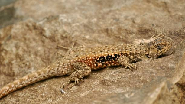 istock An adult male Peak Tree Iguana on a rock 2196436203