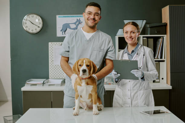 istock Veterinary Professionals Examining Beagle Dog in Clinic 2196436307
