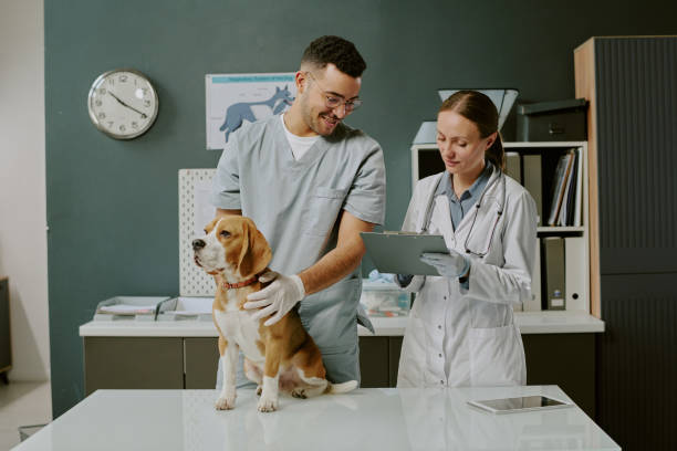 istock Discussing Dog's Health Condition During Veterinary Visit 2196436520