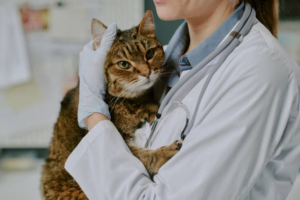 istock Veterinarian Examining a Cat with Great Care and Attention 2196436588