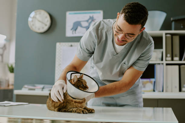 istock Veterinarian Caring for Cat During Exam in Clinic 2196437638