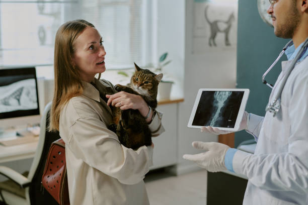 istock Vet Examining Cat's X-Ray While Owner Holding Pet 2196437826