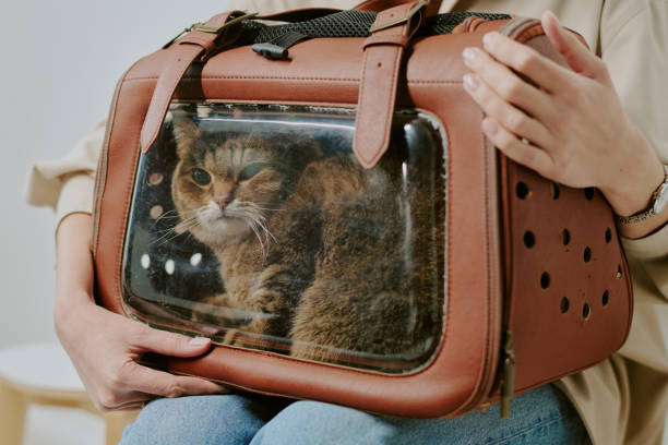 istock Carrying Cat in a Stylish Pet Carrier on Lap 2196438259