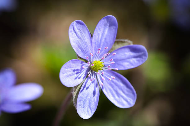 Fantastic view of round-lobed hepatica flower.  Shallow depth of field. Spring flower macro.