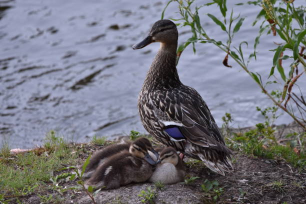 istock Mother Duck and Ducklings 2196439091