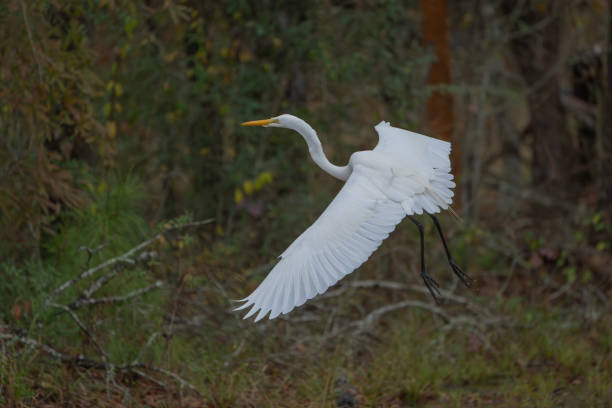 istock Great Egret Bird flying in the forest. 2196441063
