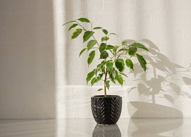 istock Young Ficus Benjamin Plant in Decorative Pot Indoors 2196442346