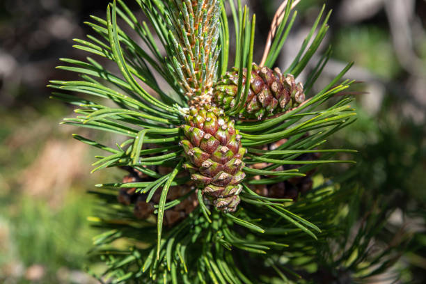istock Detail of a pine cone 2196442473