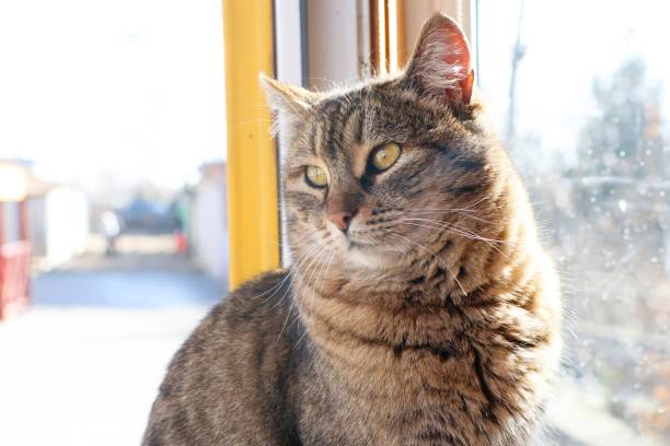 istock A curious and playful Tabby cat is sitting comfortably by a bright, sunlit window 2196443488
