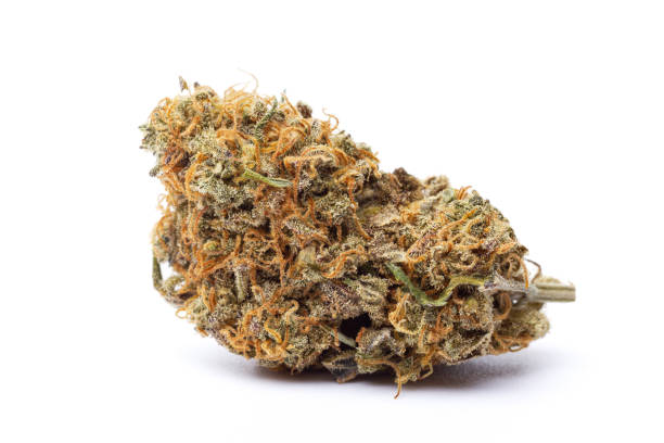 istock Marijuana flower isolated on white background 2196447210