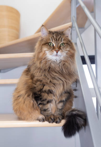 istock Beautiful Siberian Cat Sitting in Modern Stair 2196447291