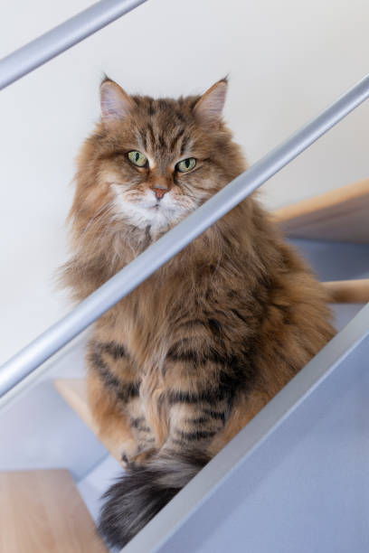 istock Beautiful Siberian Cat Sitting in Modern Stair 2196450954