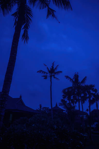 Silhouetted palm trees under a deep blue Bali evening sky, capturing a tranquil tropical atmosphere with serene natural beauty and lush scenery.