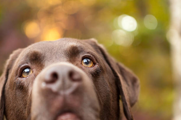 A light brown Thai dog with white background.