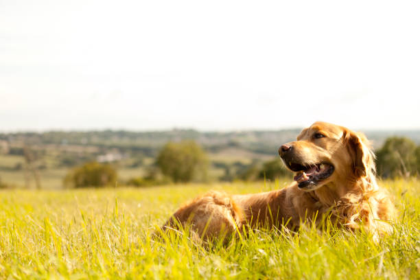 A happy golden retriever in the summer sunshine on his walk