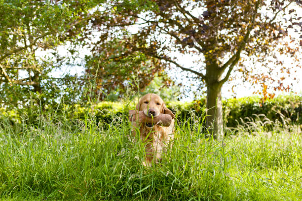 Working golden retriever fetching his toy