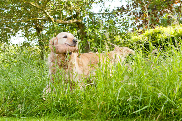 Working golden retriever fetching his toy