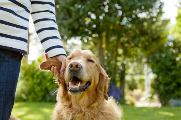 istock Mans best friend being petted 2196451108
