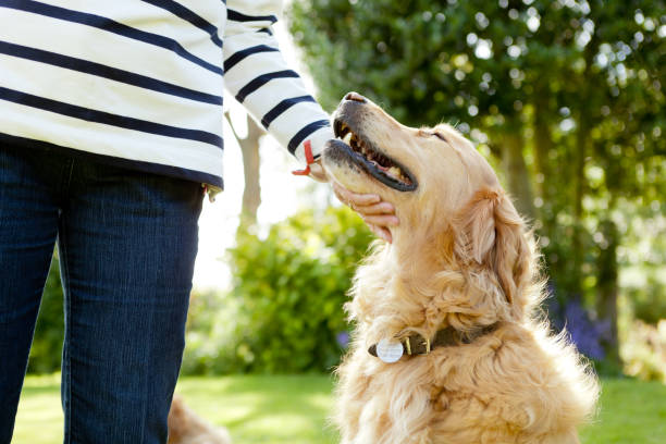 istock Mans best friend being petted 2196451110