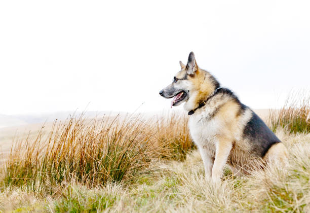 German Shepherd Dog in the fields and hills