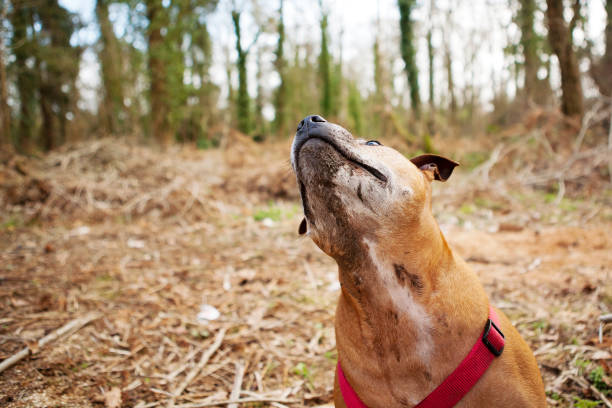 Cute brown staffy, staffordshire bull terrier looking up
