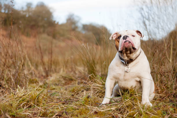 British bulldog out for a walk in the country