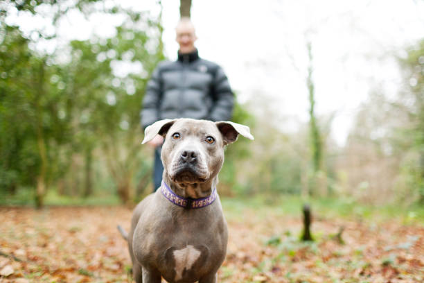 Cute grey staffy, staffordshire bull terrier with his man