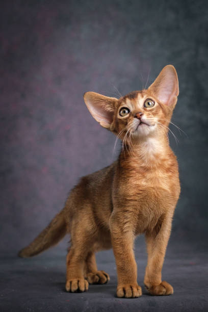 istock A red Abyssinian kitten on a beautiful background. Studio shooting 2196451204