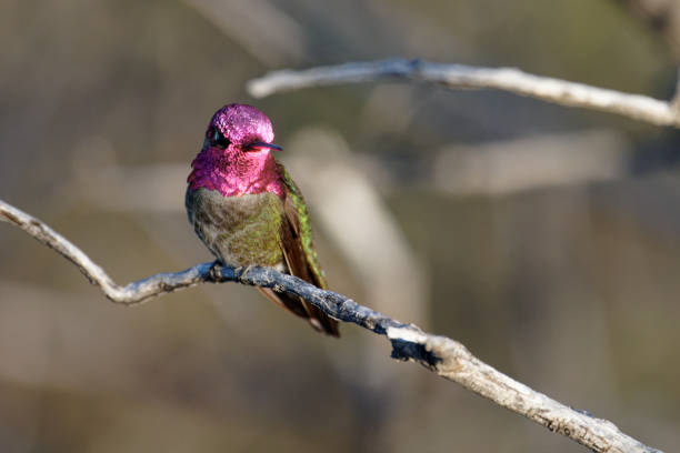 a hummingbird rests on a tree branch in central Arizona