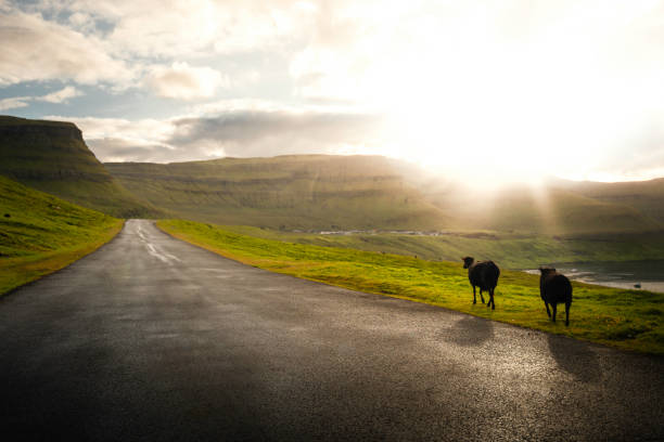 istock Faroe Islands Road Sheep Crossing 2196452780